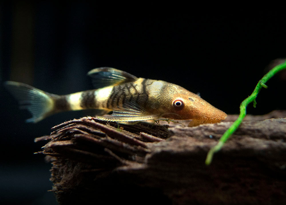 fish Hybrid Cichids: Fader SRD ZZ Flowerhorn - MJ-20