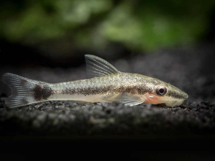 Aquatic Arts otocinclus catfish for sale