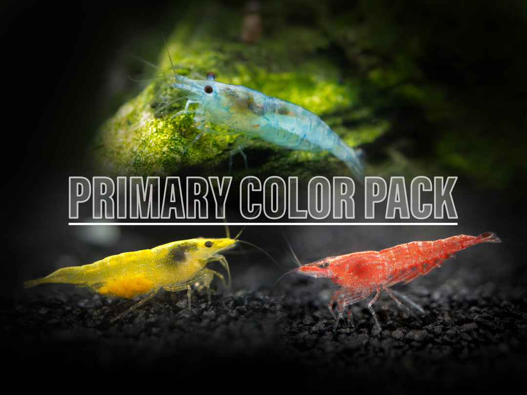 Primary Colors Dwarf Shrimp Combo Pack (Sakura Red, Neon Yellow, and Sky Blue), Tank-Bred!