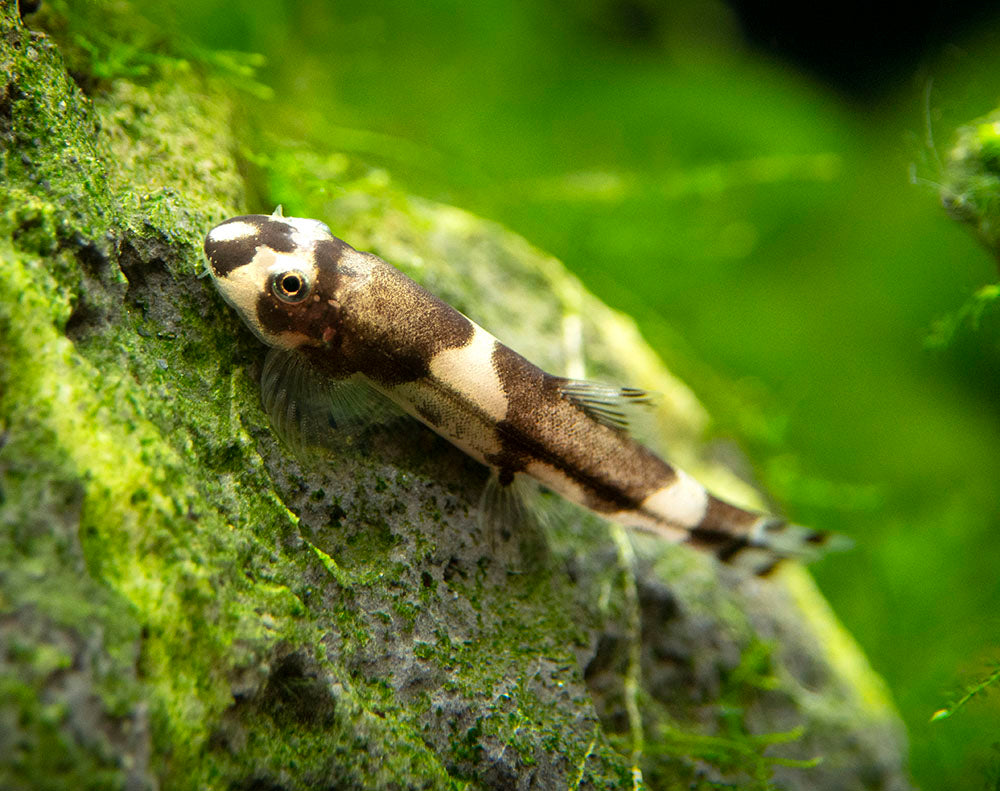 Panda Loach (Yaoshania pachychilus)