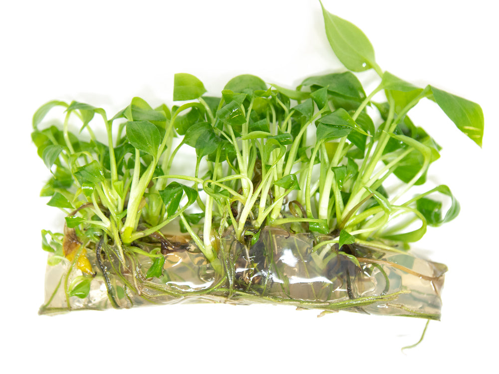 peace lily water culture Peace Lily (Spathiphyllum wallisii) Tissue Culture