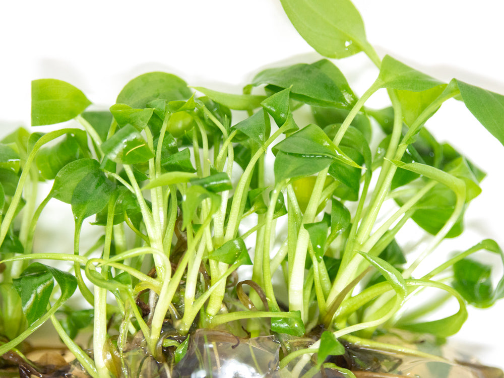 peace lily pond plant Peace Lily (Spathiphyllum wallisii) Tissue Culture