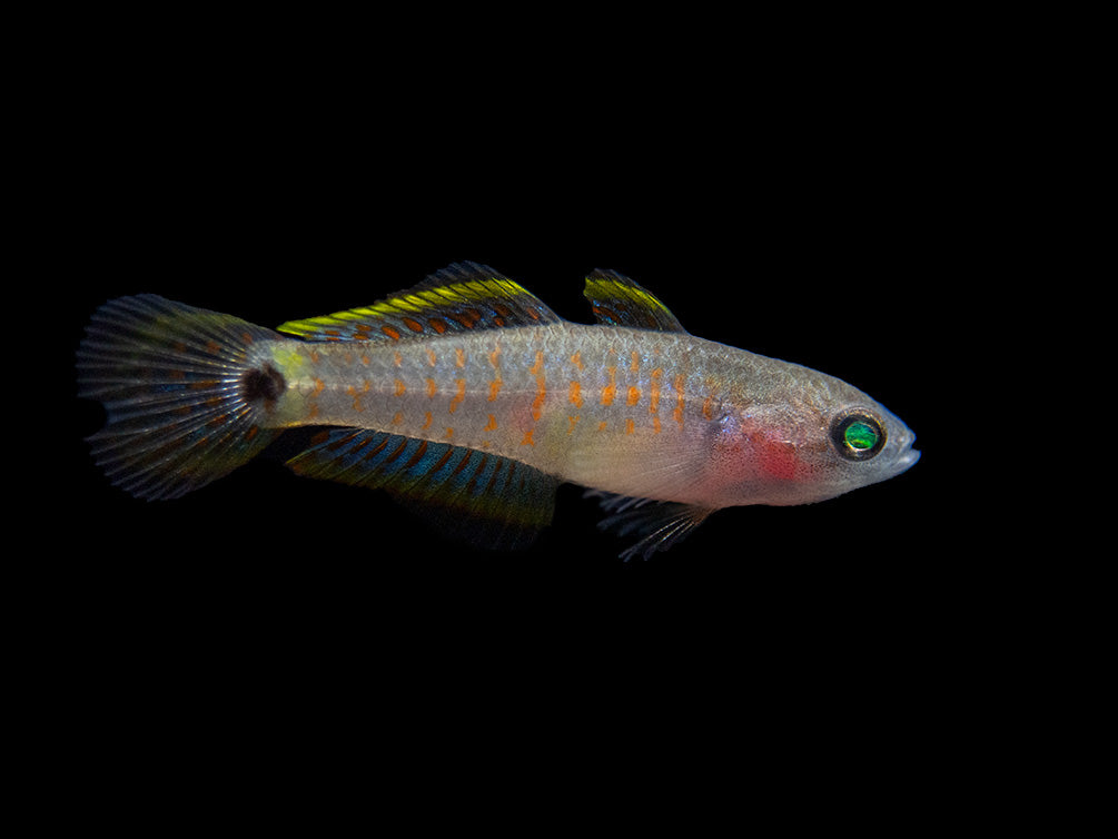 Peacock Gudgeon (Tateurndina ocellicauda), Tank-Bred