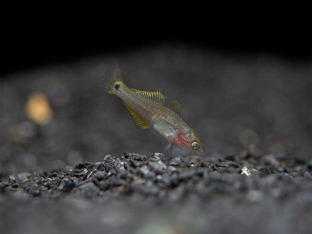 Peacock Gudgeon (Tateurndina ocellicauda), Tank-Bred