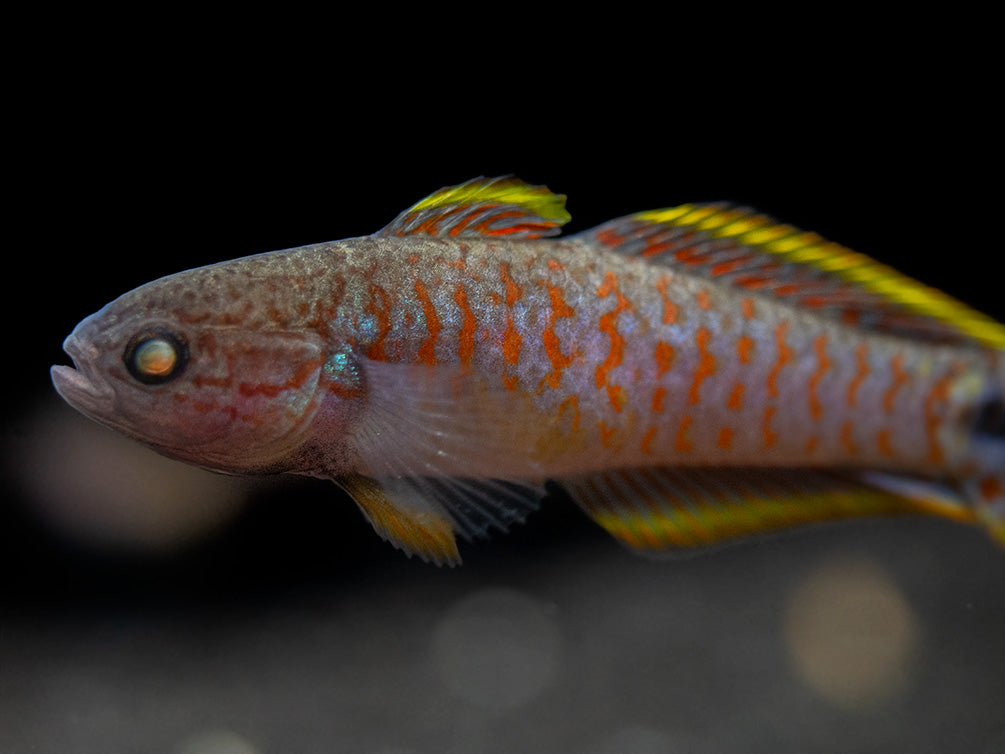 Peacock Gudgeon (Tateurndina ocellicauda), Tank-Bred