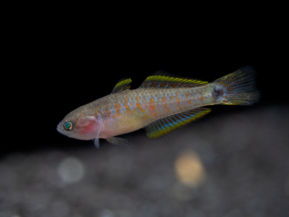 Peacock Gudgeon (Tateurndina ocellicauda), Tank-Bred