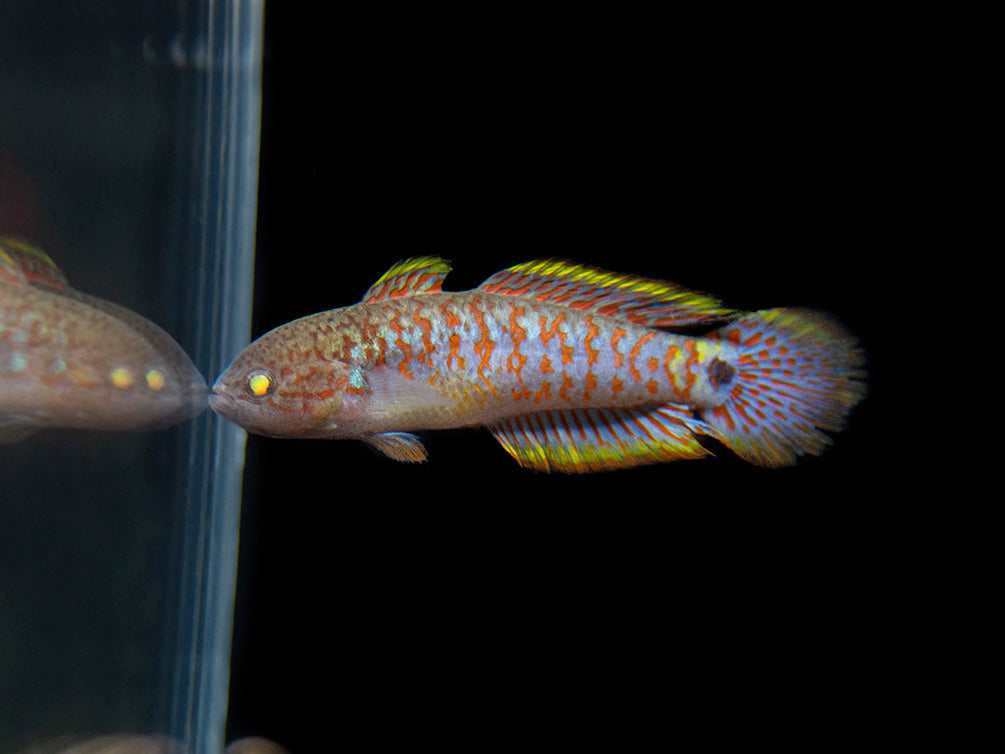 Peacock Gudgeon (Tateurndina ocellicauda), Tank-Bred