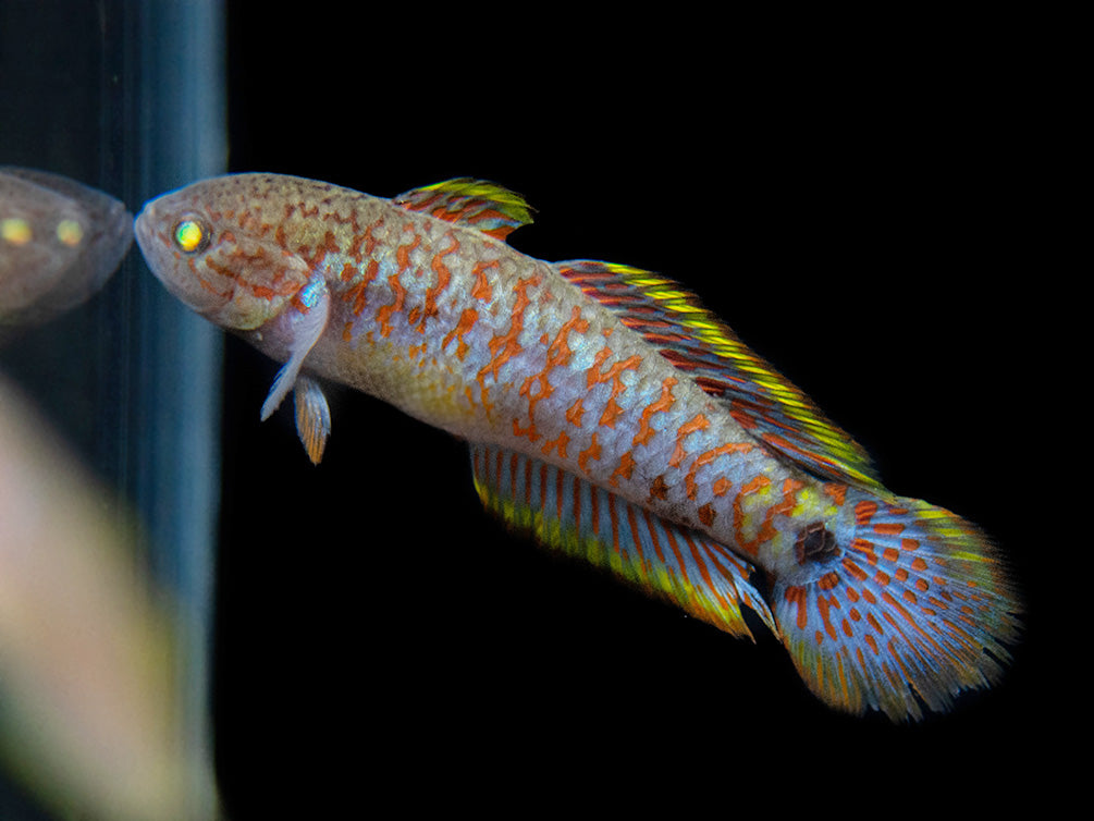 Peacock Gudgeon (Tateurndina ocellicauda), Tank-Bred