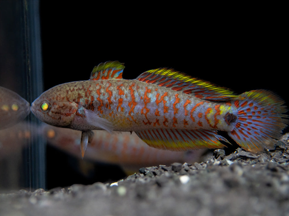 Peacock Gudgeon (Tateurndina ocellicauda), Tank-Bred