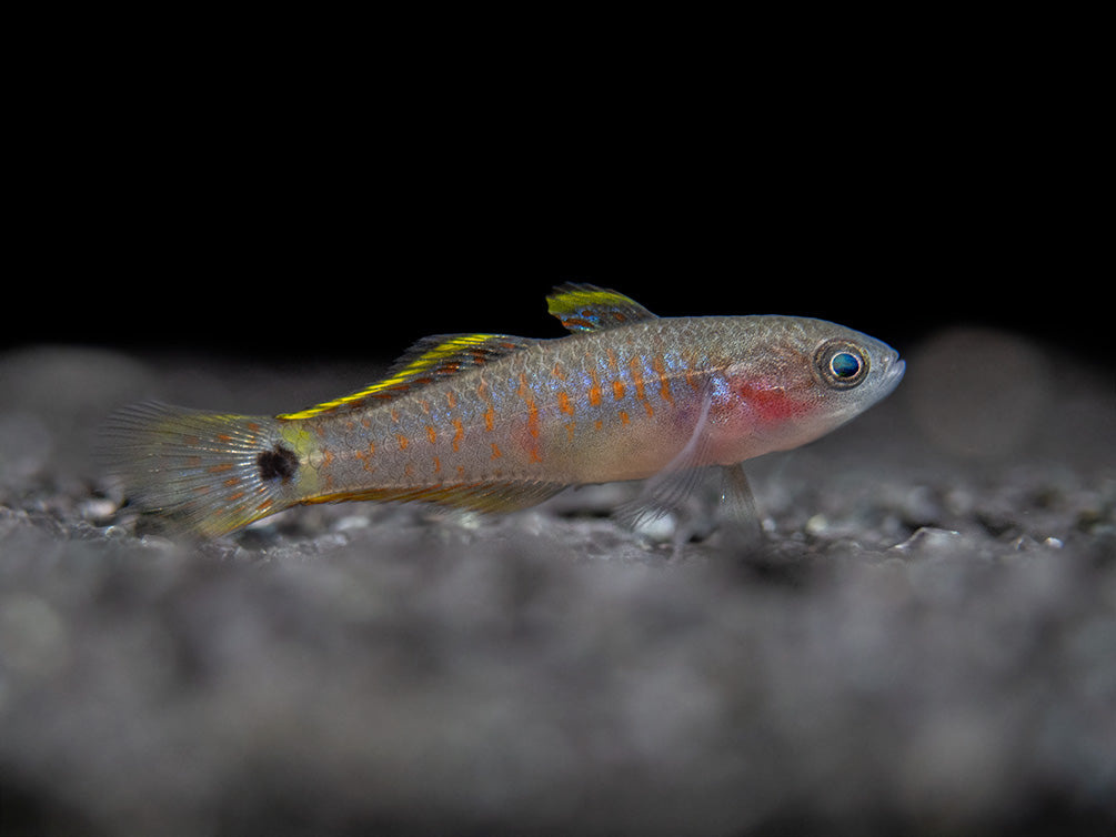 Peacock Gudgeon (Tateurndina ocellicauda), Tank-Bred