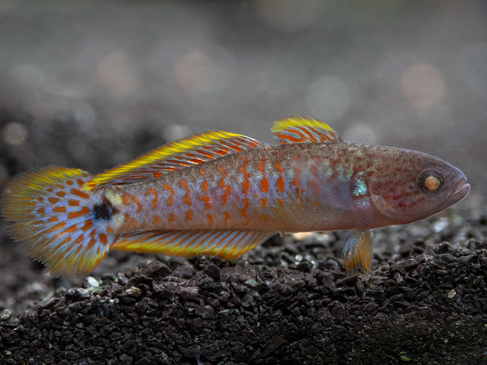 Peacock Gudgeon (Tateurndina ocellicauda), Tank-Bred