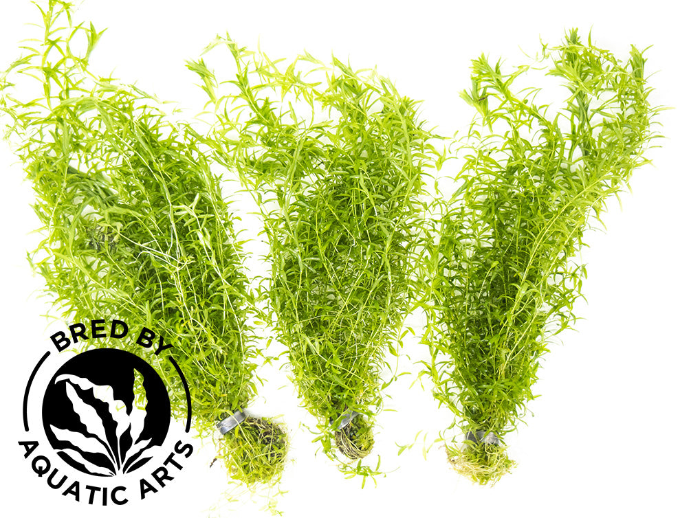 Pearl Weed AKA Pearl Grass AKA Baby Tears (Hemianthus micranthemoides), Bunch, Aquatic Arts Grown!
