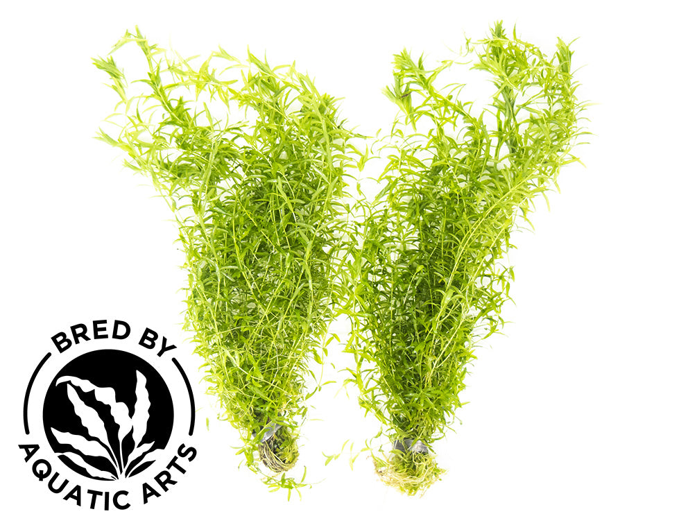 Pearl Weed AKA Pearl Grass AKA Baby Tears (Hemianthus micranthemoides), Bunch, Aquatic Arts Grown!