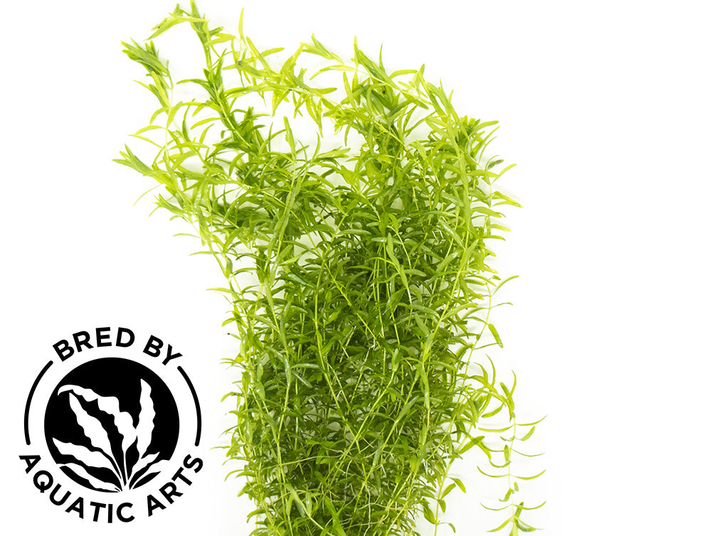 Pearl Weed AKA Pearl Grass AKA Baby Tears (Hemianthus micranthemoides), Bunch, Aquatic Arts Grown!