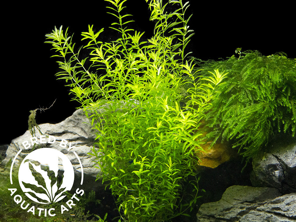 Pearl Weed AKA Pearl Grass AKA Baby Tears (Hemianthus micranthemoides), Bunch, Aquatic Arts Grown!