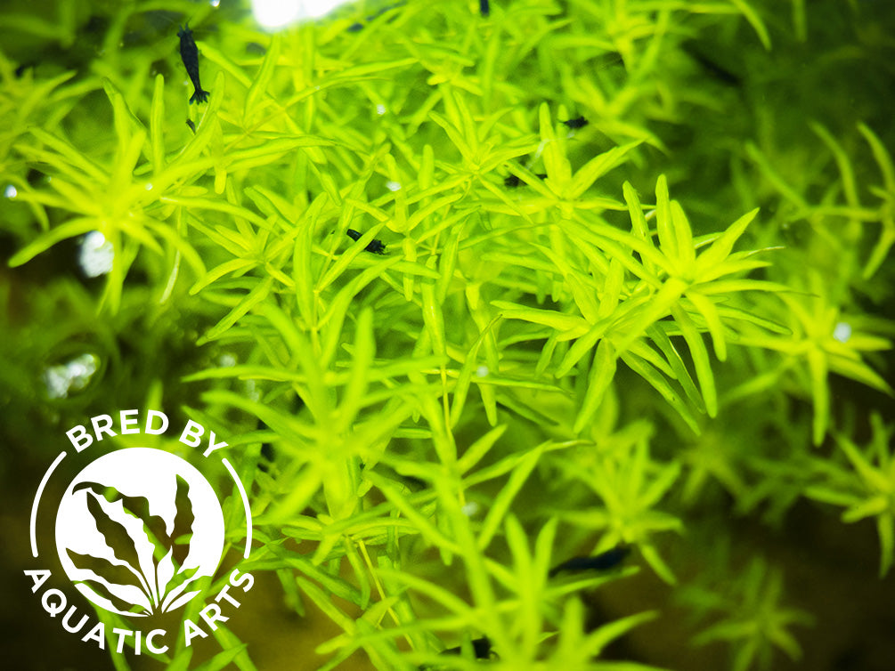 Pearl Weed AKA Pearl Grass AKA Baby Tears (Hemianthus micranthemoides), Bunch, Aquatic Arts Grown!
