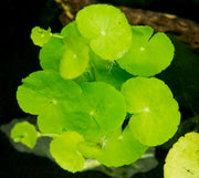 Brazilian Pennywort (Hydrocotyle leucocephala), Bunched