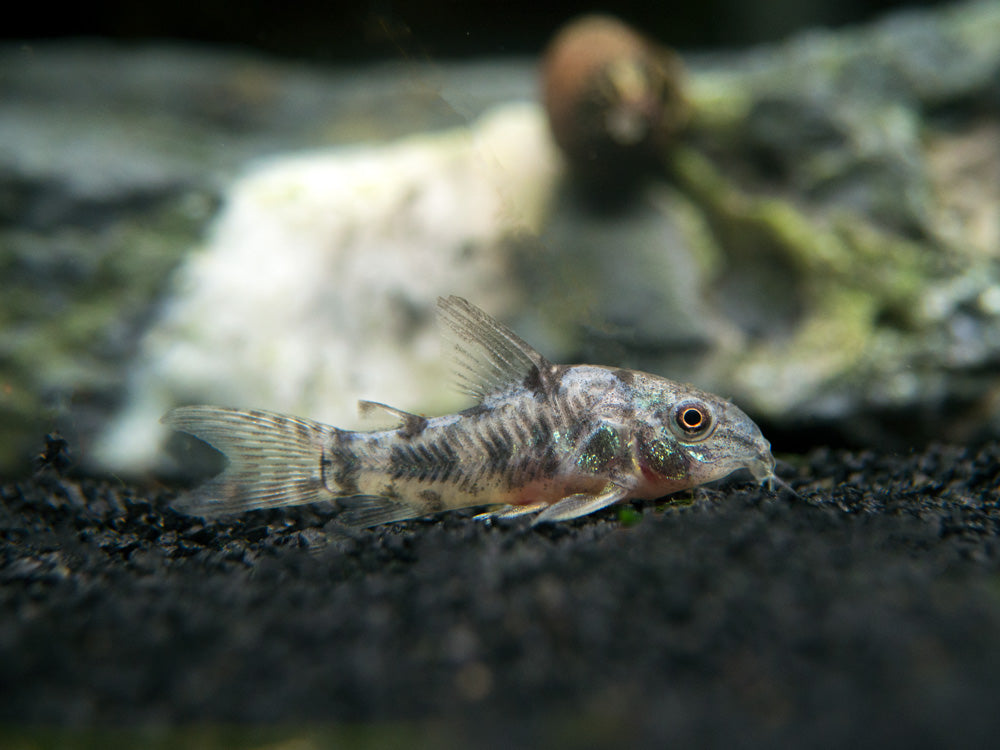 Peppered AKA Blue Leopard AKA Mottled Cory Catfish (Corydoras paleatus), Tank-Bred