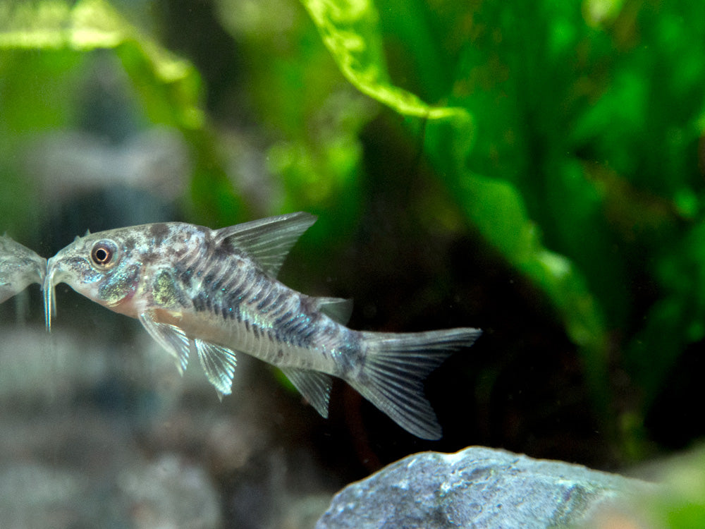 Peppered AKA Blue Leopard AKA Mottled Cory Catfish (Corydoras paleatus), Tank-Bred