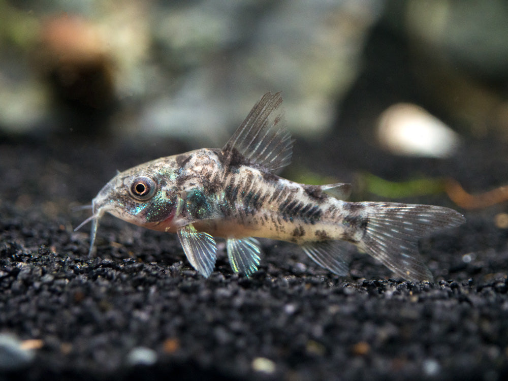 Peppered AKA Blue Leopard AKA Mottled Cory Catfish (Corydoras paleatus), Tank-Bred