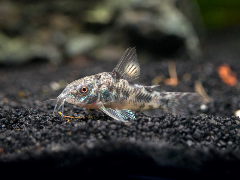 Peppered AKA Blue Leopard AKA Mottled Cory Catfish (Corydoras paleatus), Tank-Bred