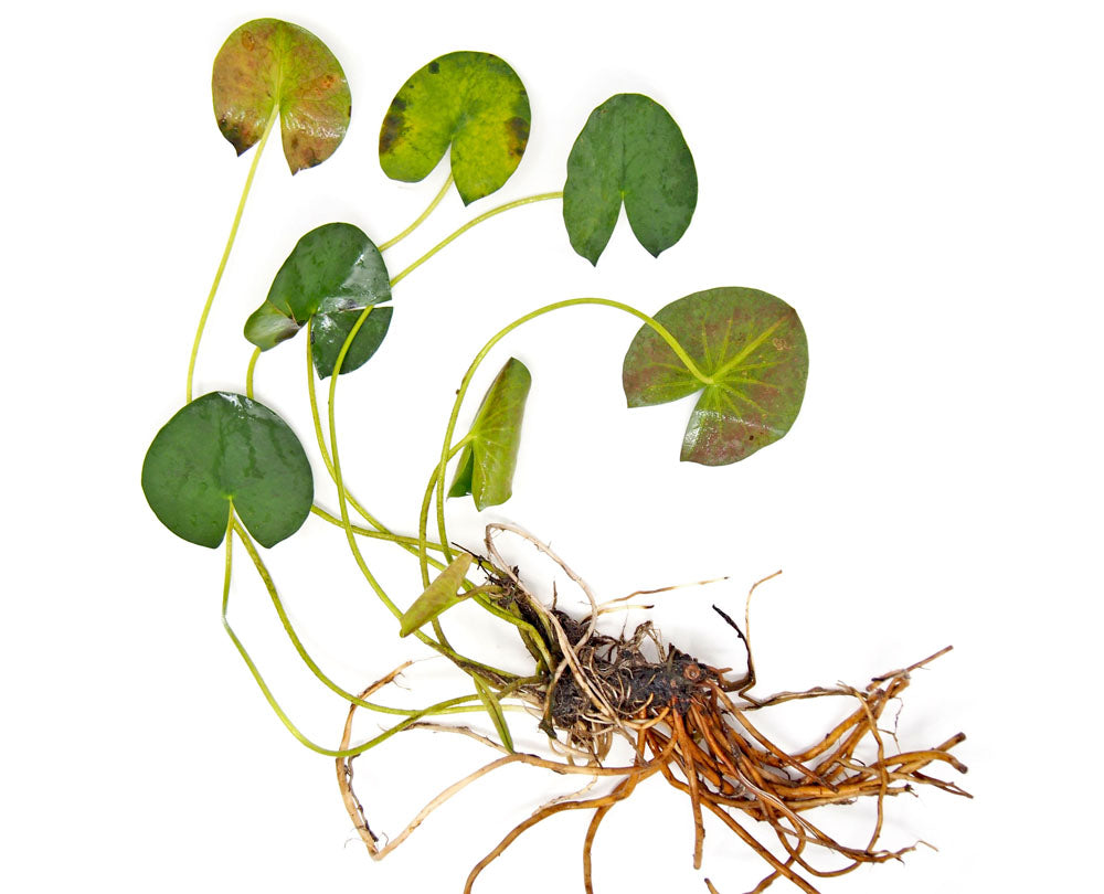 Madame Wilfron Gonnere Hardy Lily (Nymphaea sp.) plant with bulb