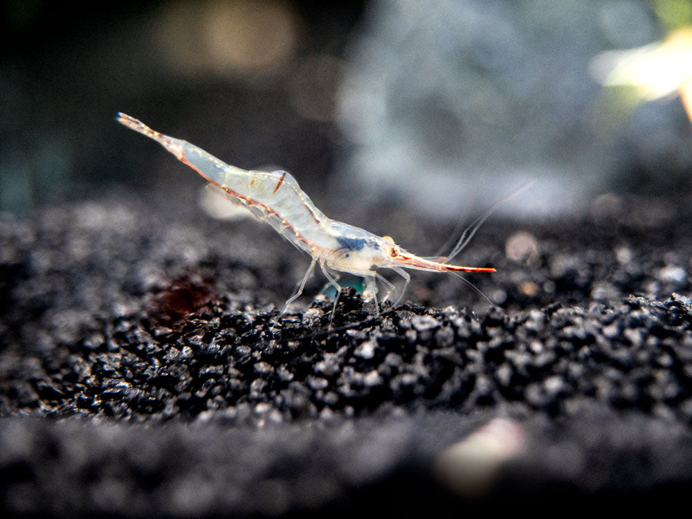 Pinokio Shrimp aka Rudolf Shrimp/Red Skunk Shrimp (Caridina gracilirostris), Tank-Bred!