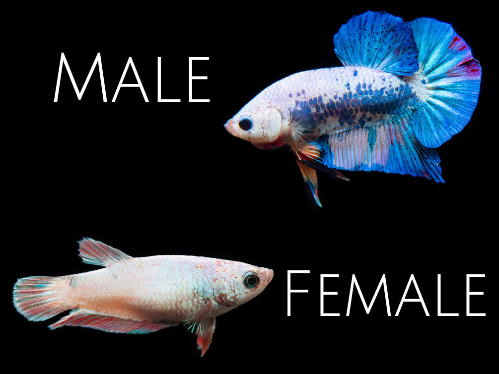 Fancy Plakat Betta (Betta splendens) Aquatic Arts