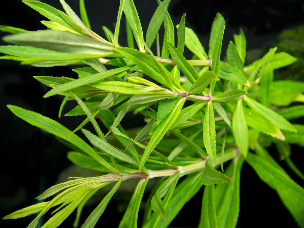 Pogostemon stellatus, Bunch