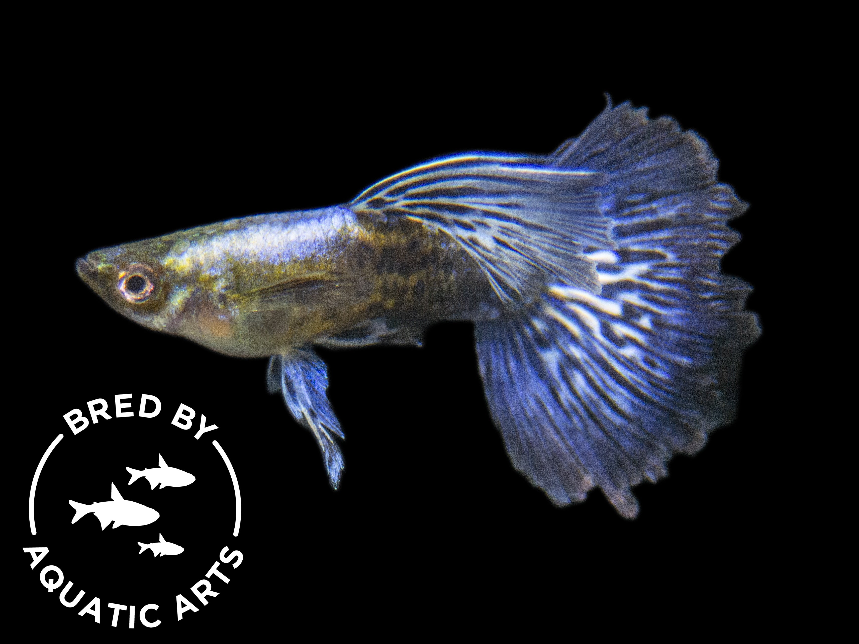 purple dragon mosaic guppy male for sale