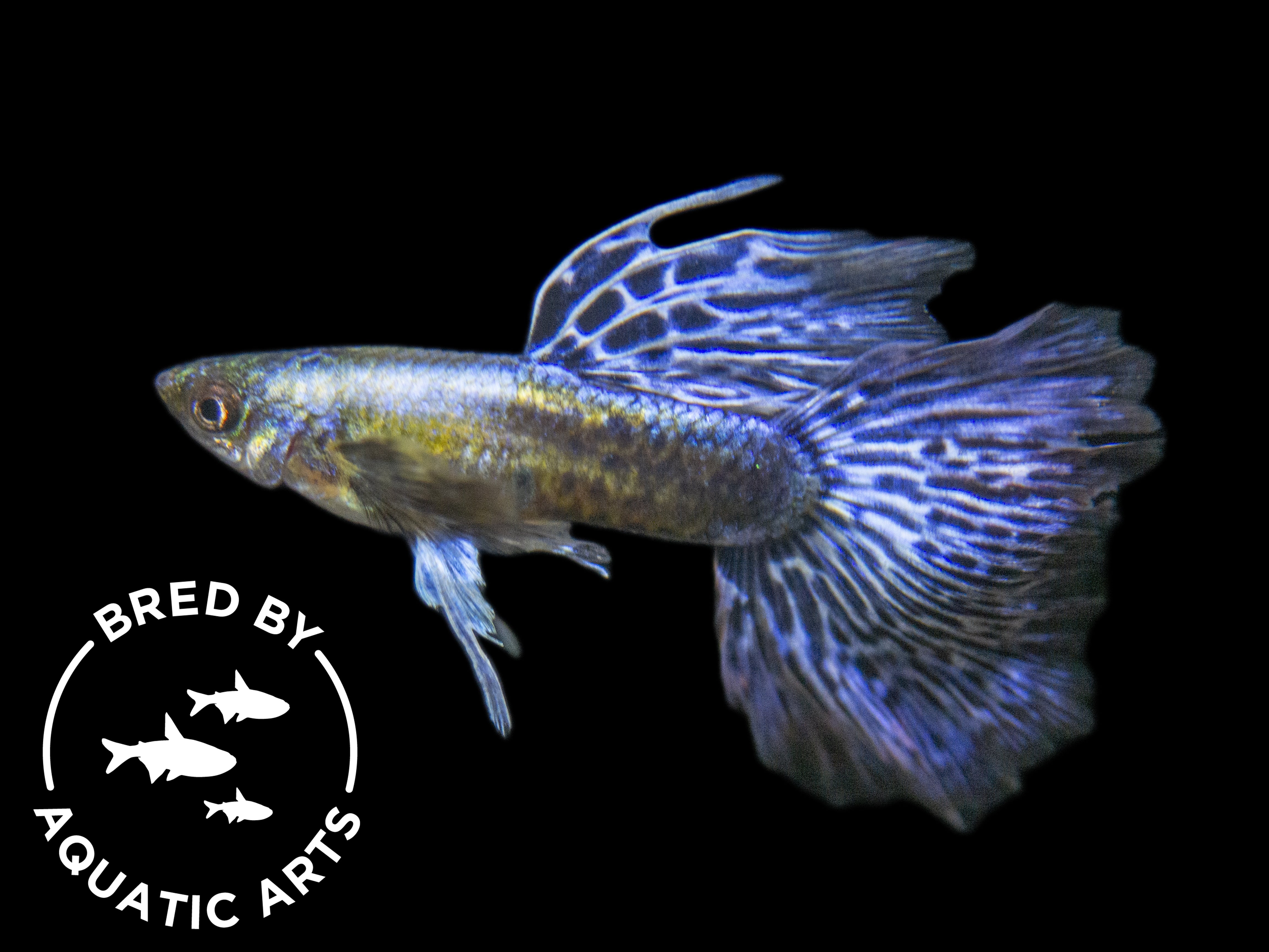 male purple dragon guppy