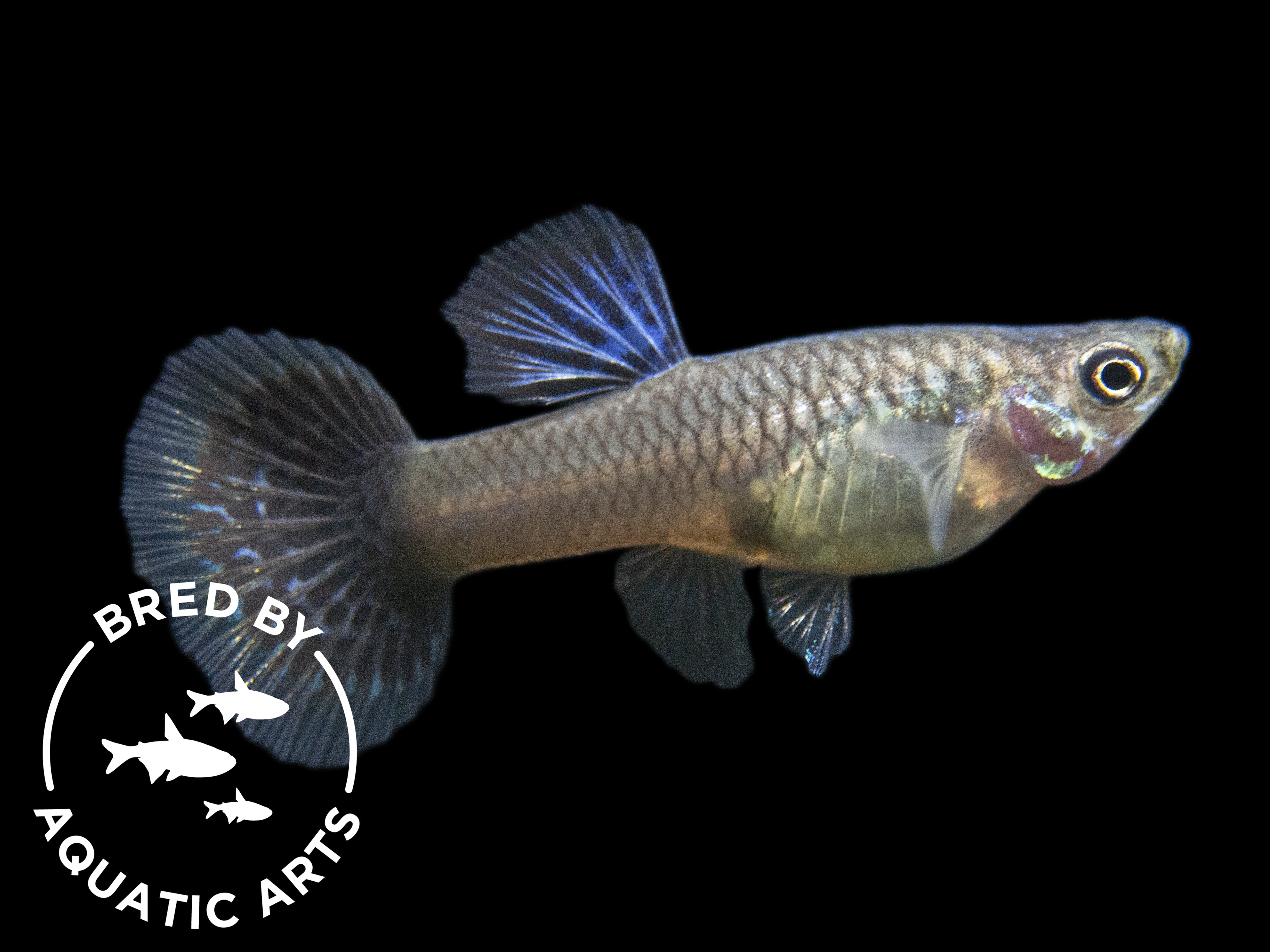 female dragon guppy aquatic arts bred