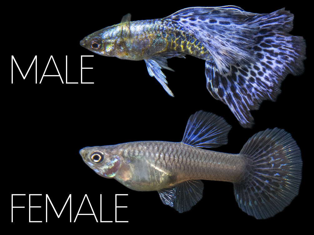 purple guppy breeding pair