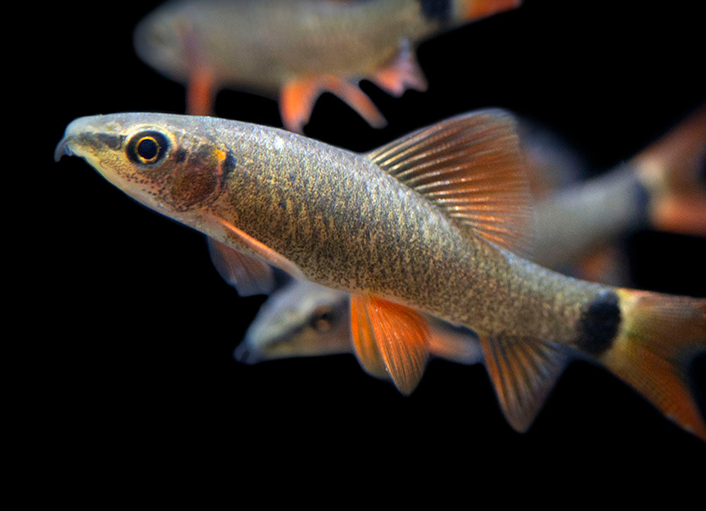 Rainbow Shark (Epalzeorhynchos frenatum), Tank-Bred!