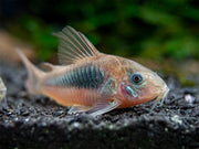 Red Aeneus Cory Catfish (Corydoras aeneus), TANK-BRED!!!