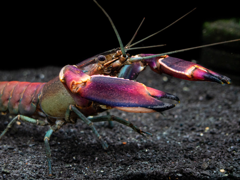 Red Chili AKA Red Brick Crayfish (Cherax wagenknechtae)
