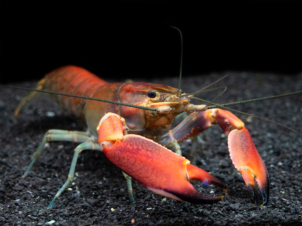 Red Chili AKA Red Brick Crayfish (Cherax wagenknechtae)