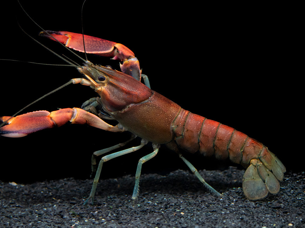 Red Chili AKA Red Brick Crayfish (Cherax wagenknechtae)
