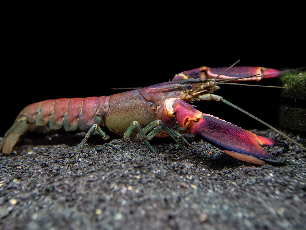 Red Chili AKA Red Brick Crayfish (Cherax wagenknechtae)