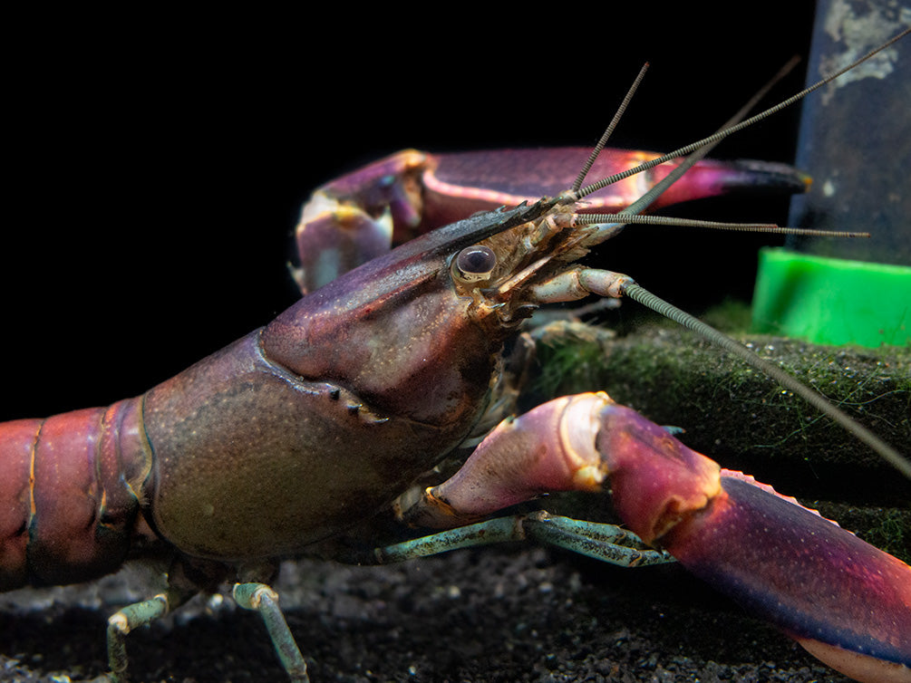 Red Chili AKA Red Brick Crayfish (Cherax wagenknechtae)