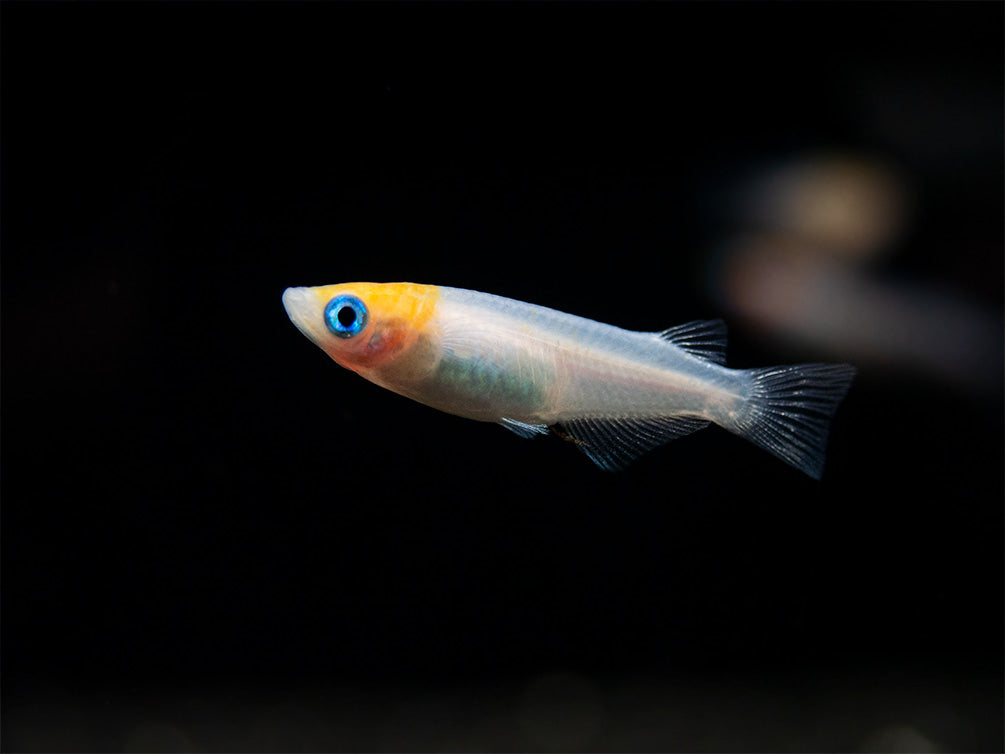 Red Cap Medaka Ricefish aka Japanese Ricefish/Killifish (Oryzias latipes "Red Cap") - Tank-Bred!