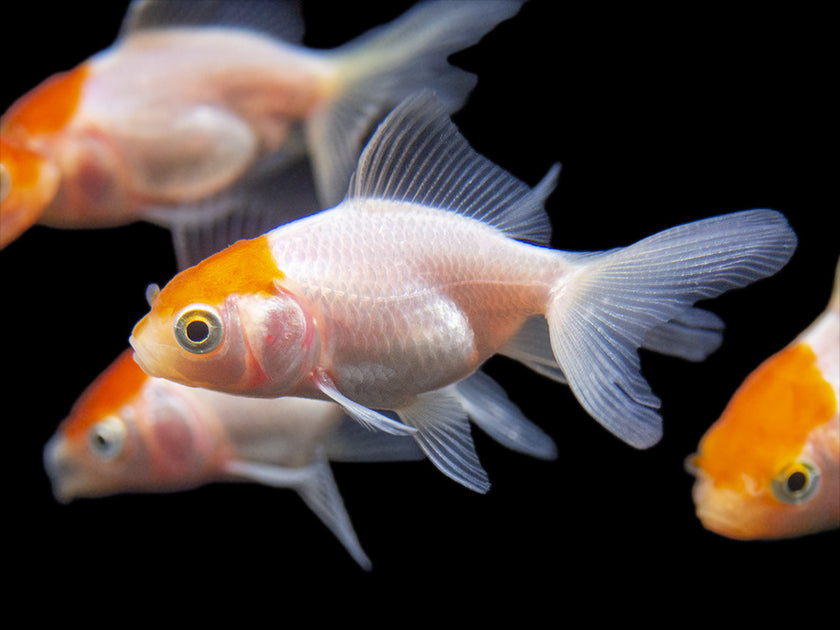 Goldfish for Sale – Tank Bred Live Goldfish | Aquatic Arts
