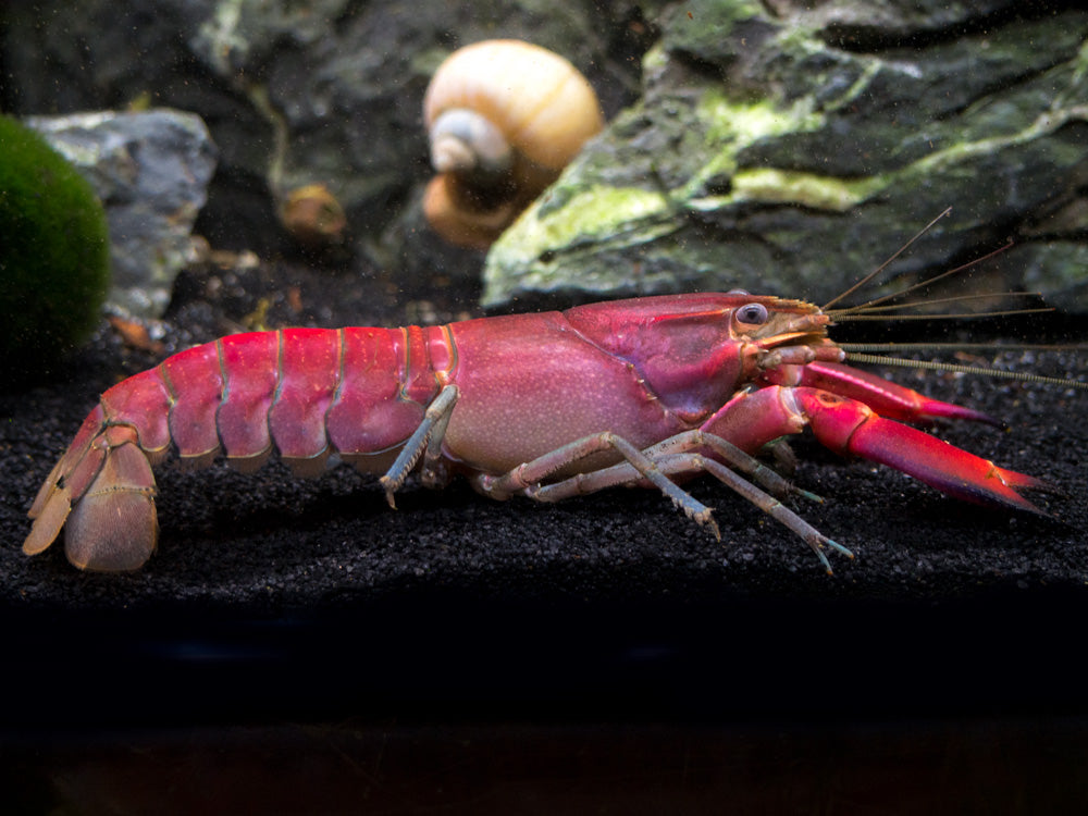 Red Chili AKA Red Brick Crayfish (Cherax wagenknechtae)