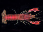 Red Chili AKA Red Brick Crayfish (Cherax boesemani)