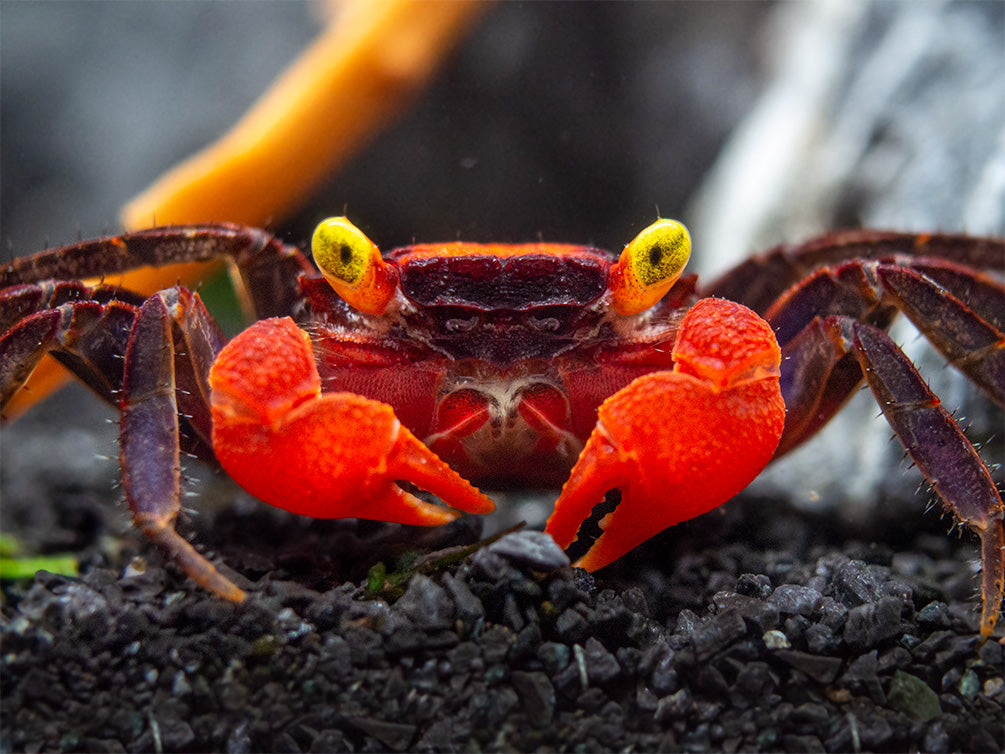 Red Devil Vampire Crab (Geosesarma hagen) - Aquatic Arts