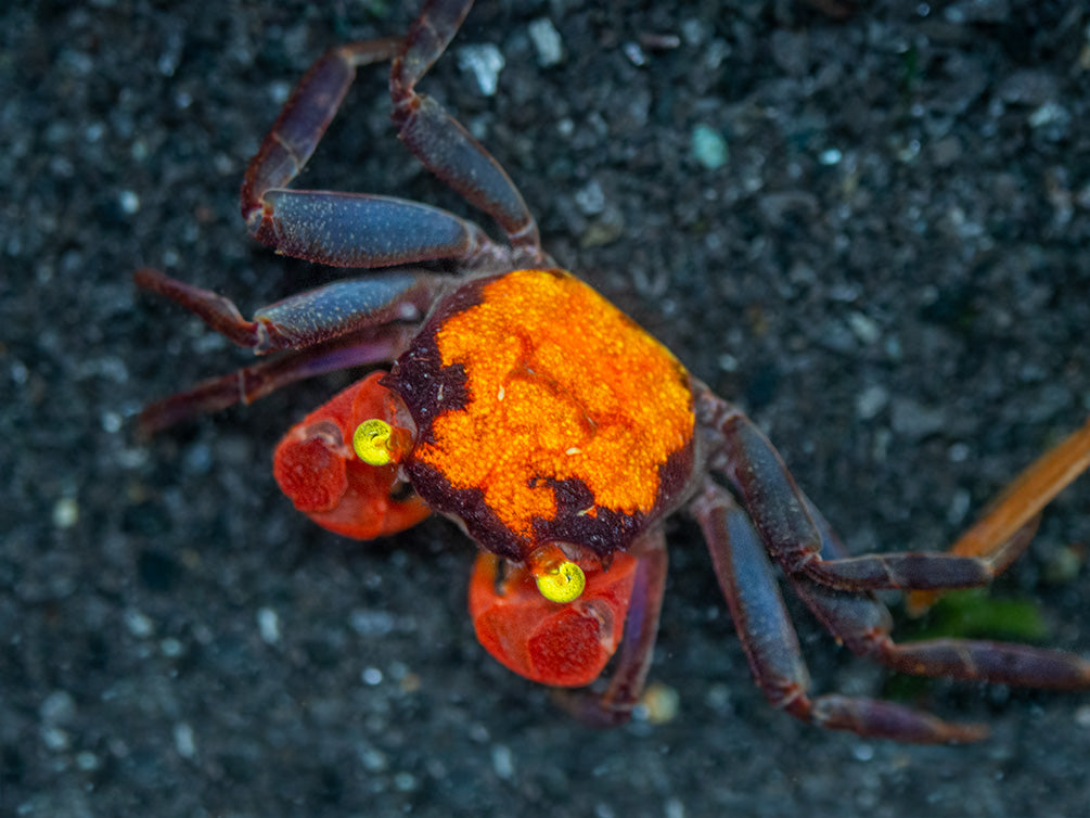 Red Devil Vampire Crab (Geosesarma hagen)