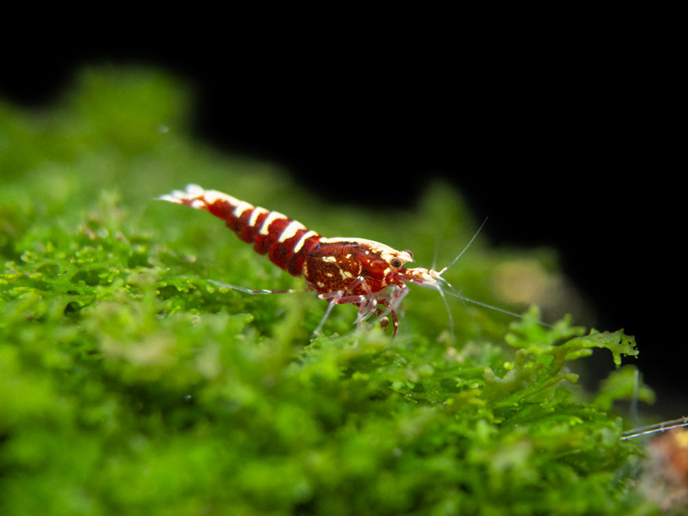 Red Galaxy Pinto Shrimp (Caridina cantonensis, A Grade), Tank-Bred