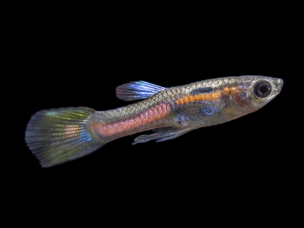 Red Line Endler’s Livebearer (Poecilia wingei), Tank-Bred