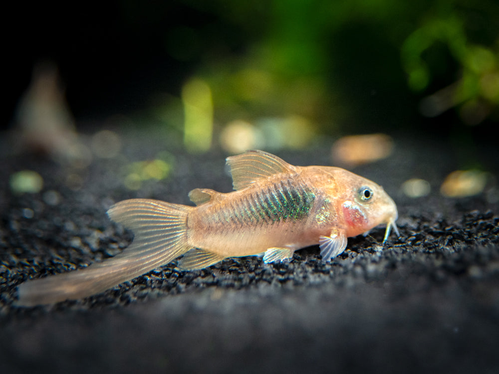 Red Longfin Aeneus Cory Catfish (Corydoras aeneus), TANK-BRED!!!