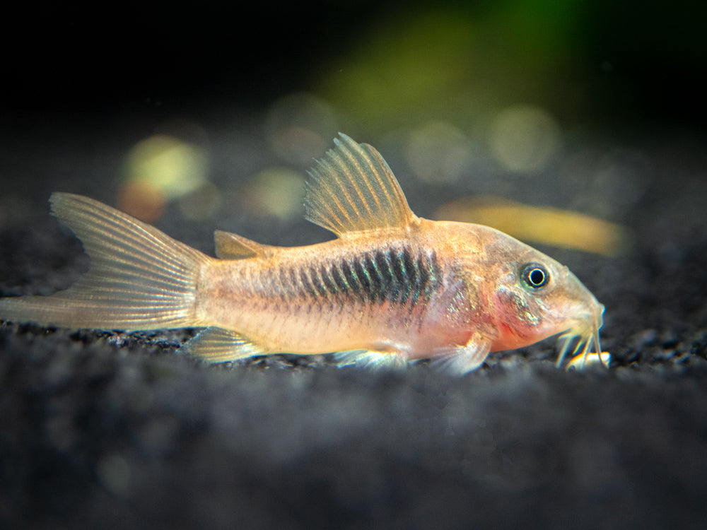 Red Longfin Aeneus Cory Catfish (Corydoras aeneus), TANK-BRED!!!
